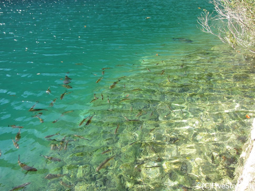 透明の湖を泳ぐマス