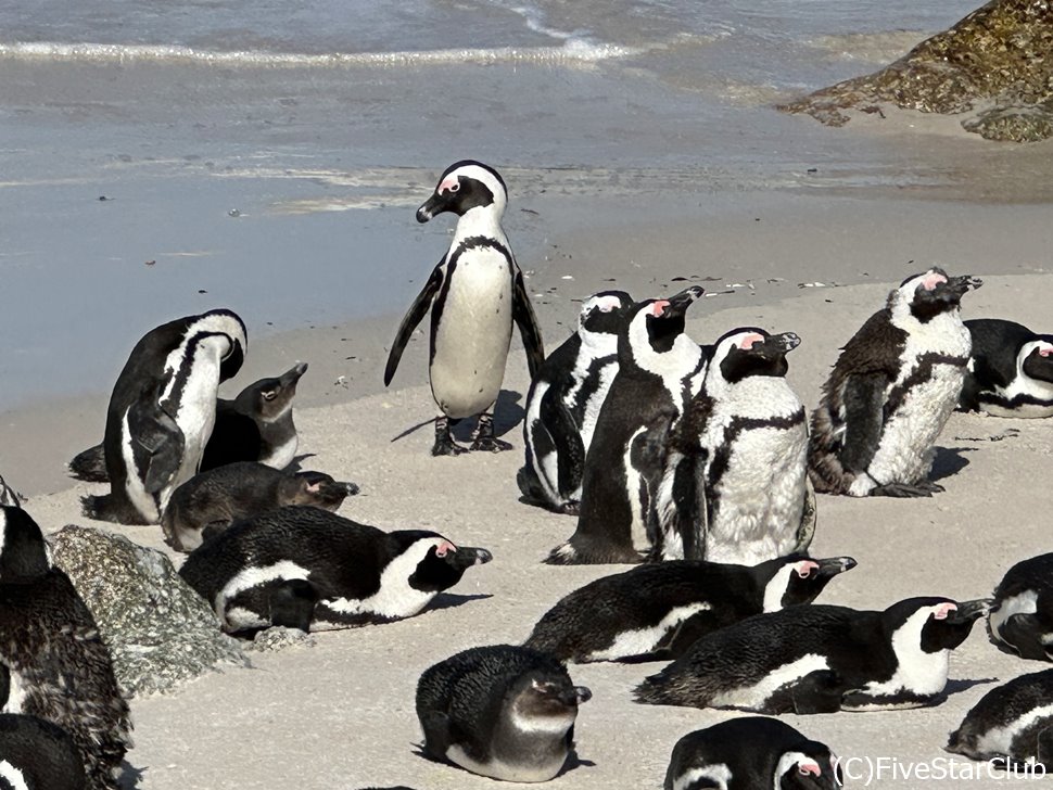 ペンギンの海岸ボルダーズ・ビーチ