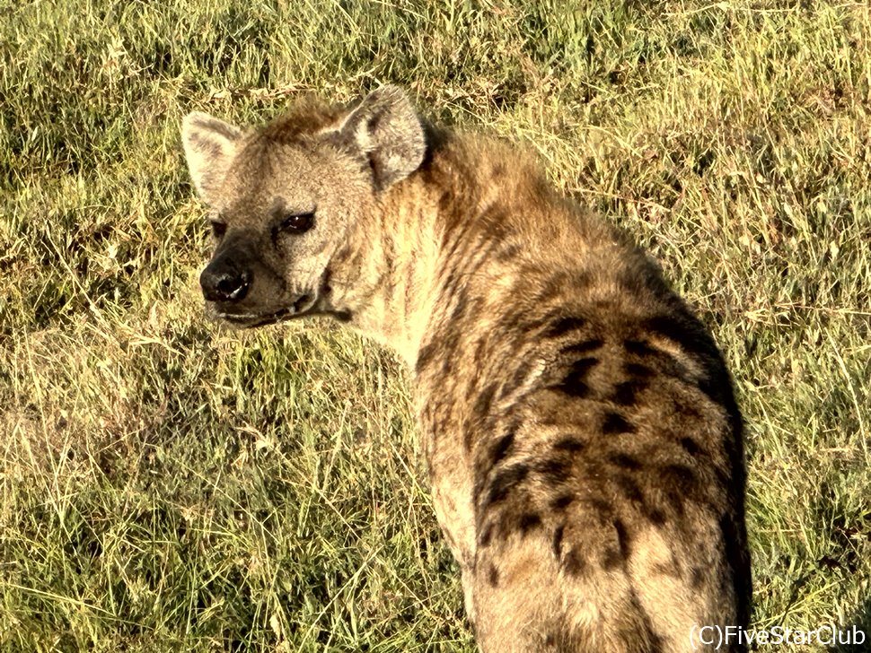 ハイエナ(スィートウォーター動物保護区)