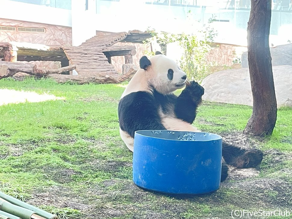 可愛らしいパンダに会える　パンダ・ハウス・パーク