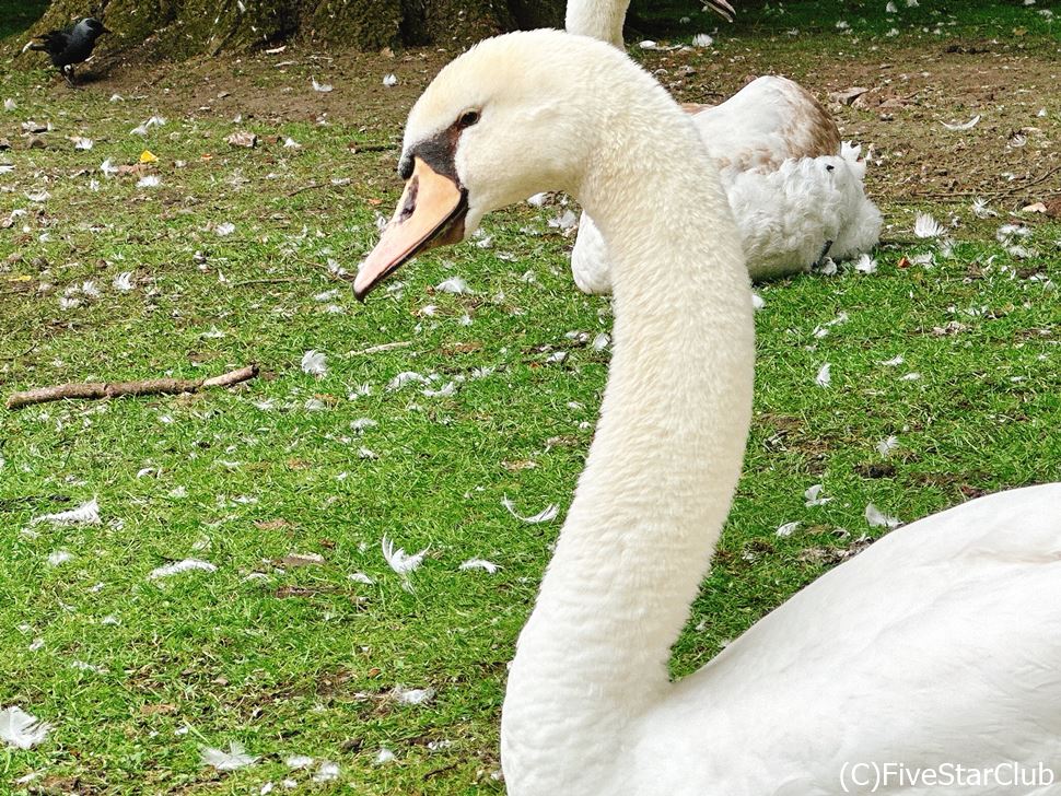 愛の湖公園の白鳥