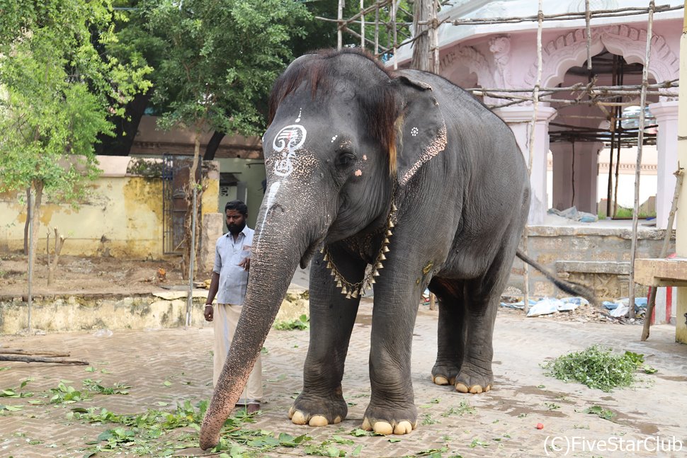 クンベーシュワラ寺院では象が出迎え祝福してくれる