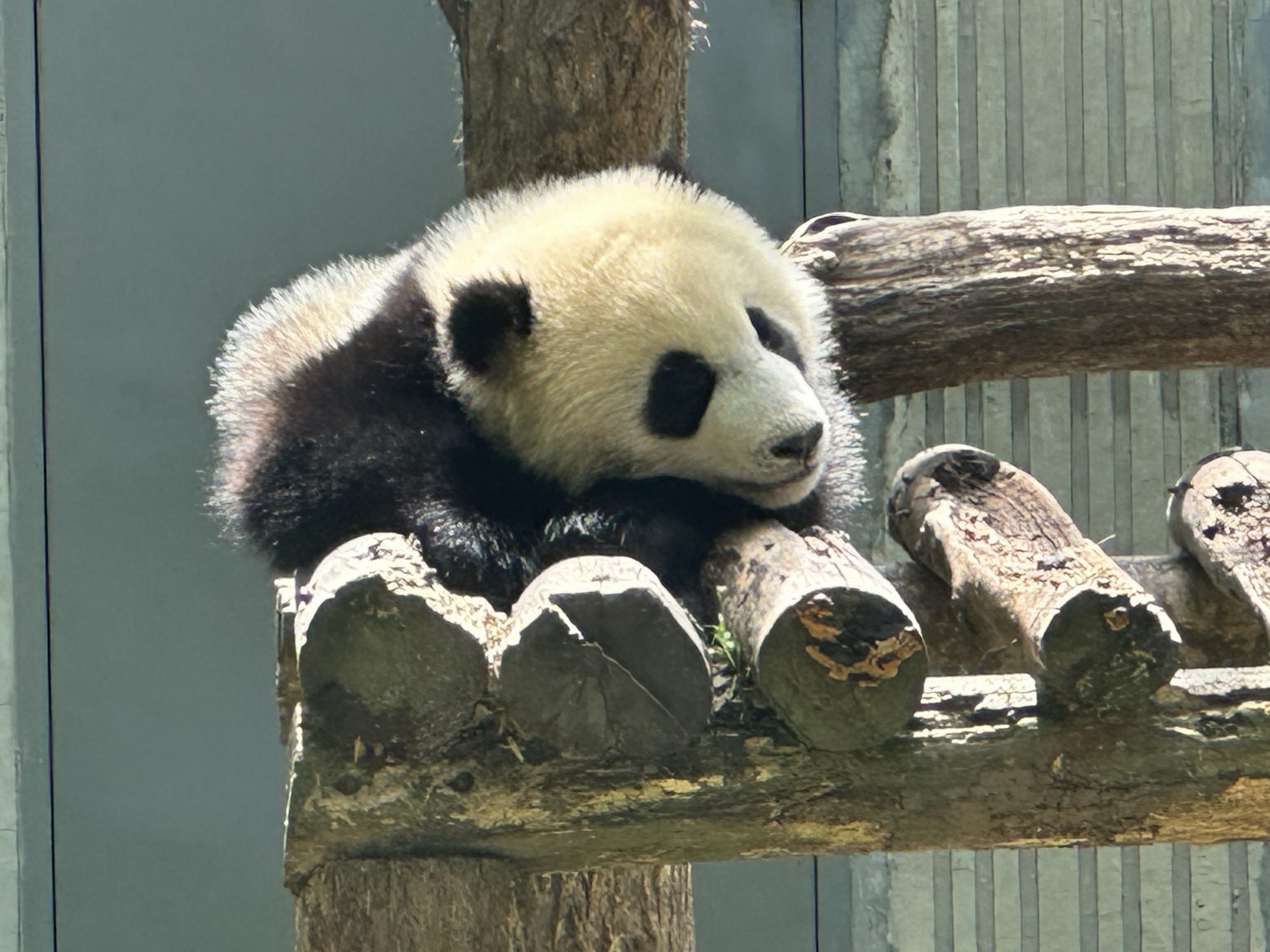 日本の動物園ではちょっと物足りない、なんてことも？四川のパンダ基地であれば可愛らしいパンダ達の姿を思う存分鑑賞することができますよ！