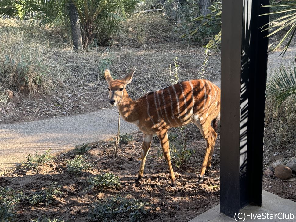 ソーニーブッシュ ゲームロッジで野性の動物に遭遇